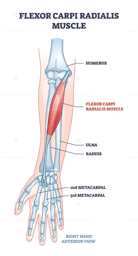 Flexor carpi radialis muscle with human arm skeletal bones outline ...