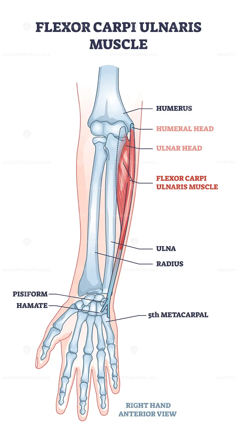 Flexor carpi ulnaris muscle and human arm joint bones outline diagram ...