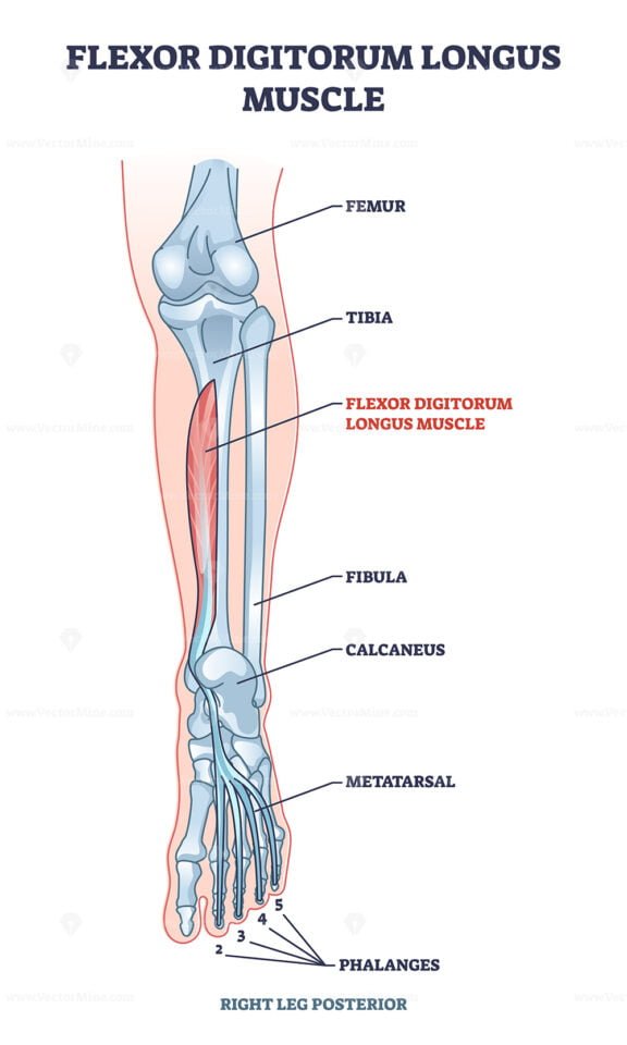 flexor digitorum longus outline 1