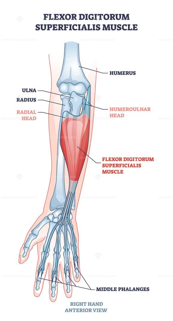 flexor digitorum superficialis outline 1