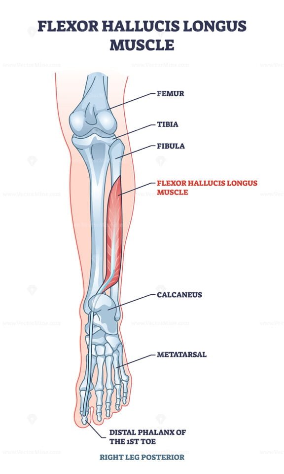 flexor hallucis longus outline 1