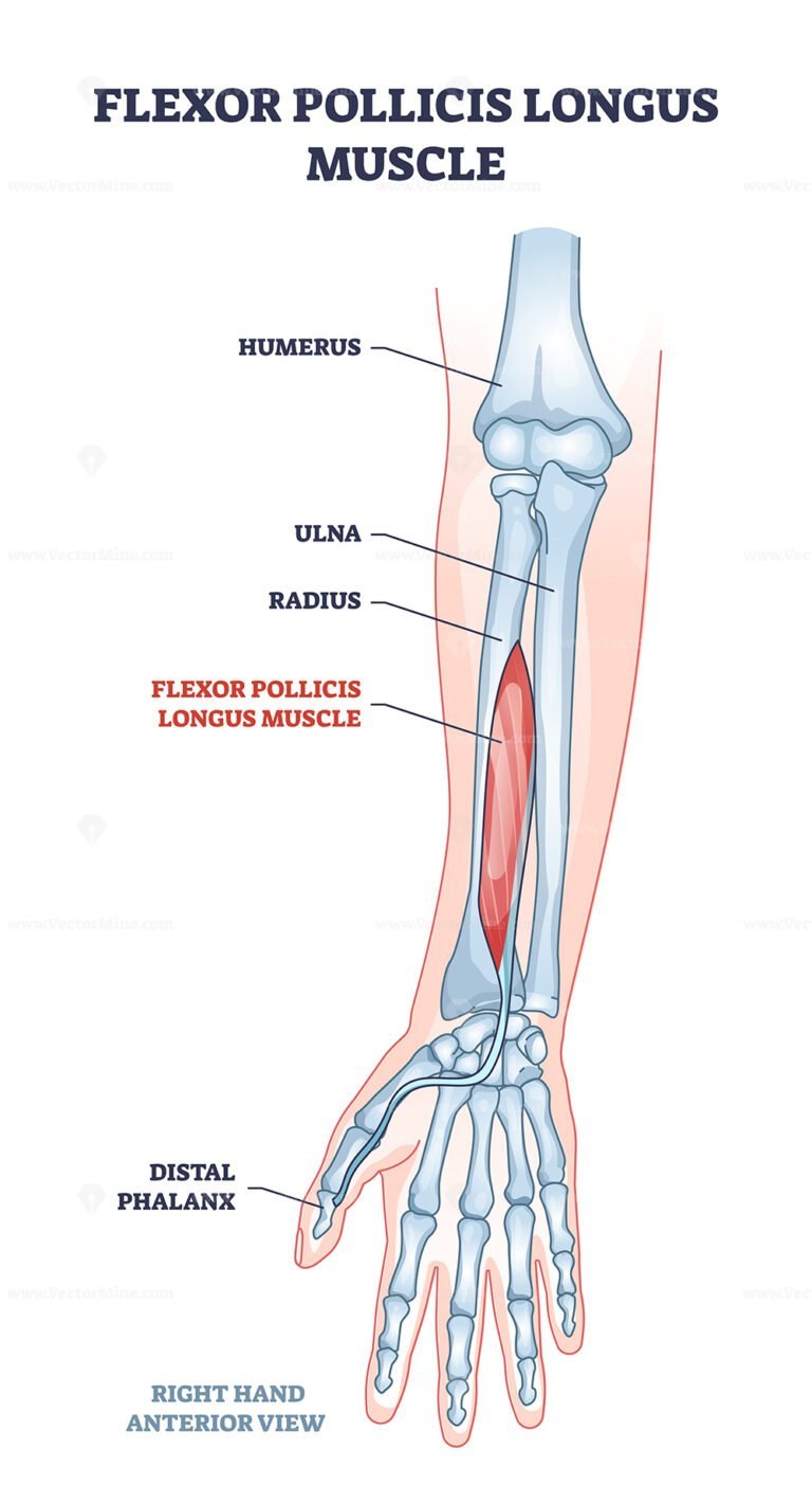 Flexot pollicis longus muscle and human arm or hand bones outline ...