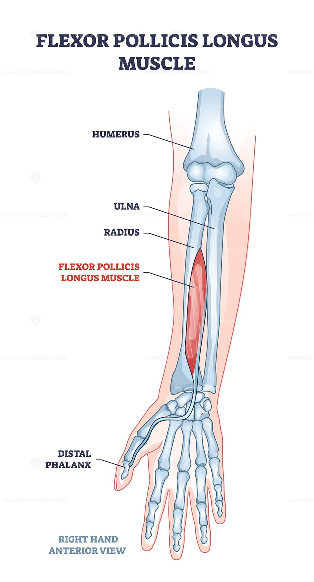 Flexot Pollicis Longus Muscle And Human Arm Or Hand Bones Outline