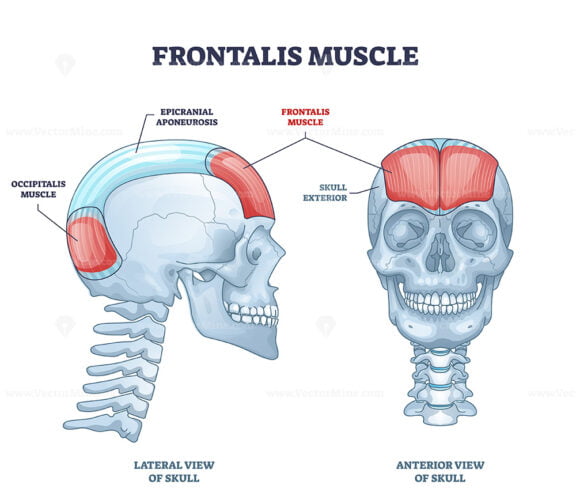 Frontalis muscle with human head facial muscular system outline diagram