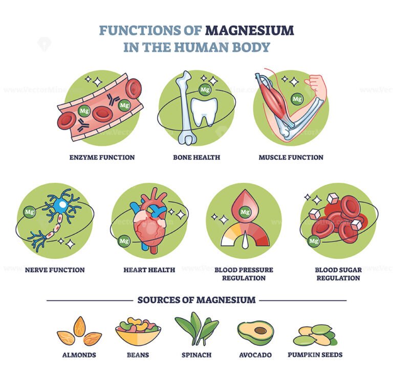 what is the role of magnesium in your body