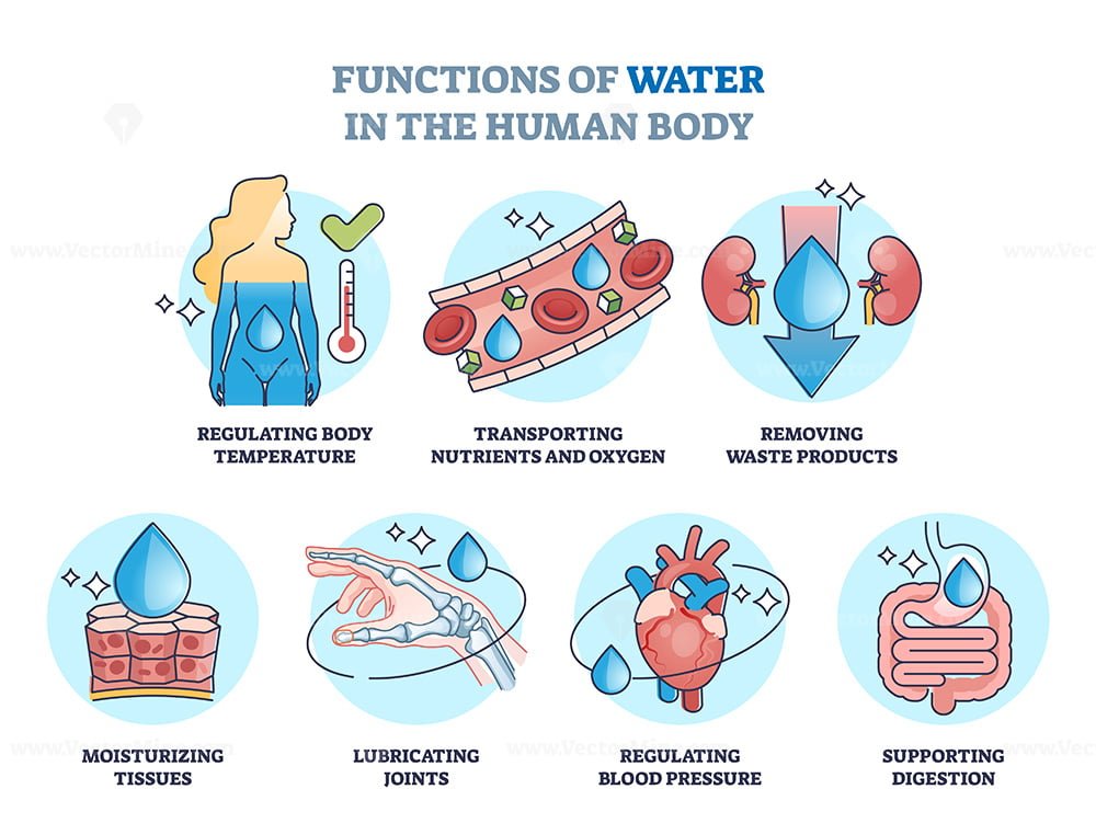 Functions Of Water In Human Body And Drinking Benefits Outline Diagram 