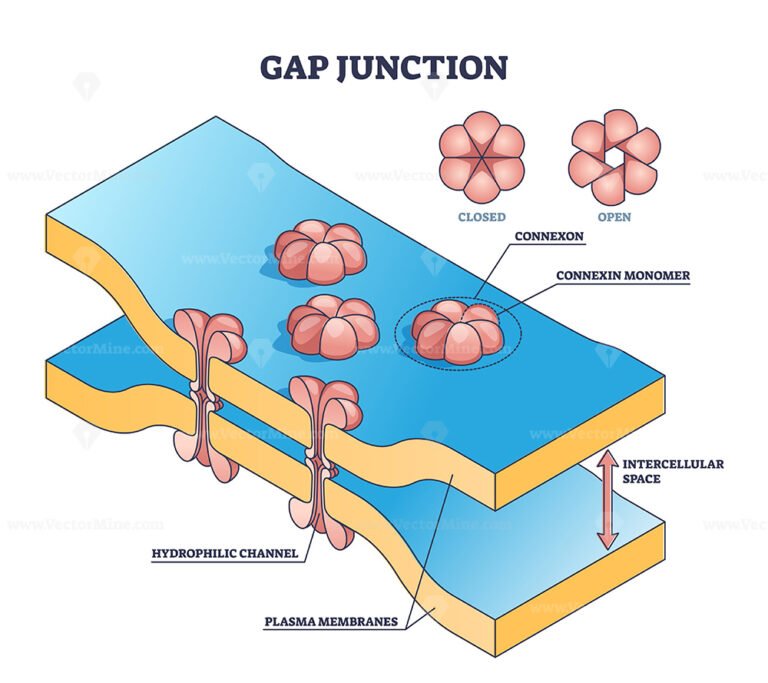 Gap junction as anatomical intercellular connection structure outline ...