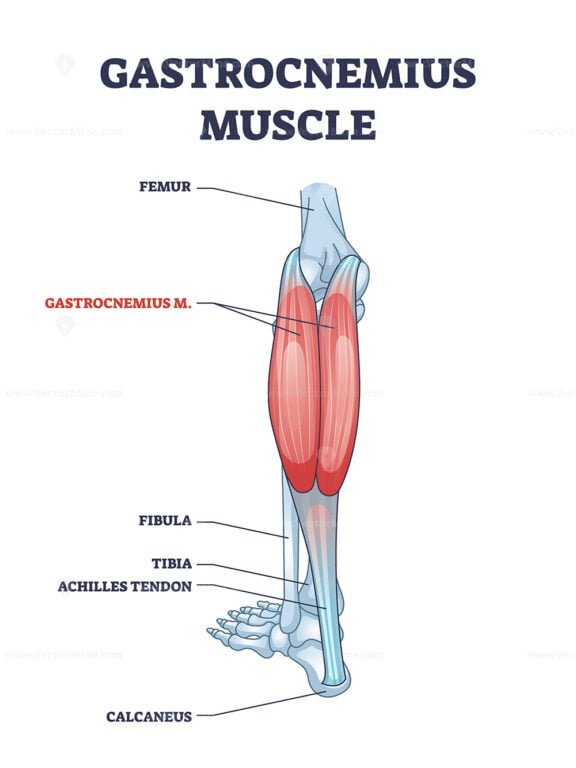 gastrocnemius outline 1