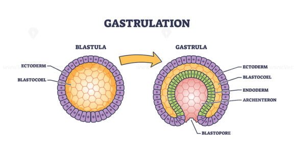 Gastrulation Stages As Early Embryo Development Process Outline Diagram ...