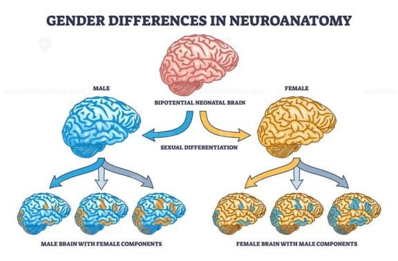gender differences in neuroanatomy outline 1