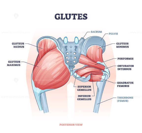 glutes outline diagram 1