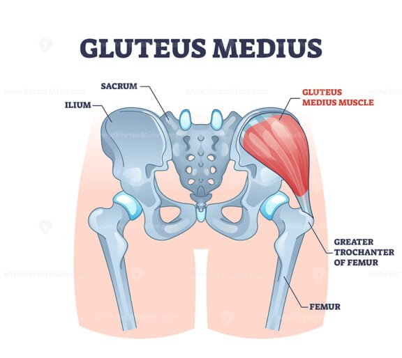 gluteus medius outline 1