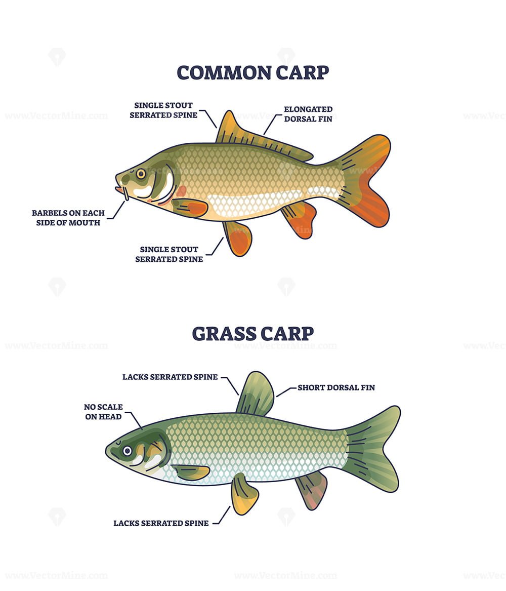 Grass carp vs common carp species anatomical differences outline