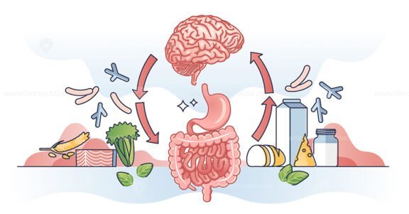 Gut Brain Axis And Interaction With Colon And Brain Organs Outline ...