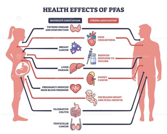 Health effects of PFAS include liver damage, thyroid disease, and cancer risks. Outline diagram