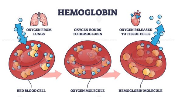 hemoglobin 2 outline diagram 1