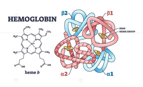 hemoglobin 3 outline diagram 1