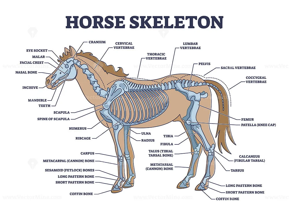 Horse skeleton with animal skeletal system and bone anatomy outline diagram  – VectorMine