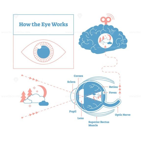 how the eye works 01