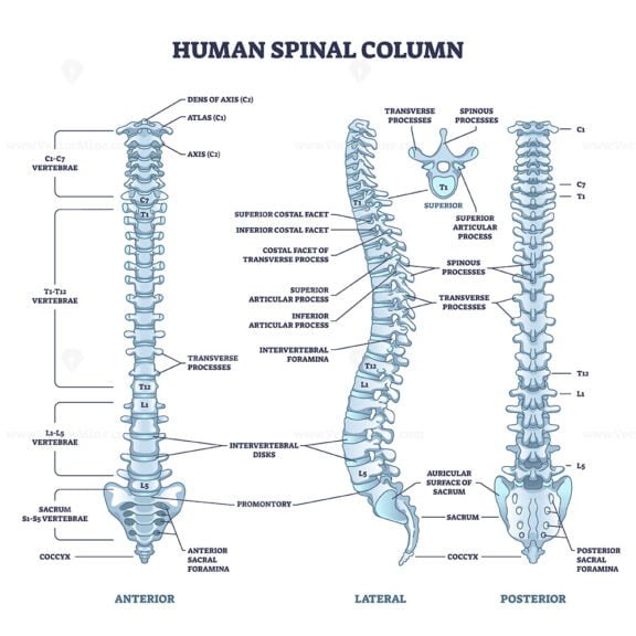 human spinal column outline diagram 1