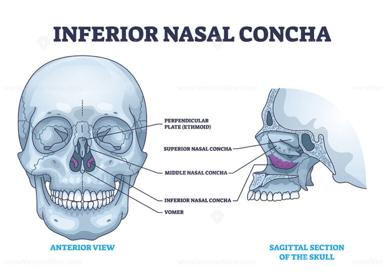 Vomer bone with facial skeleton and frontal nasal cavity outline ...