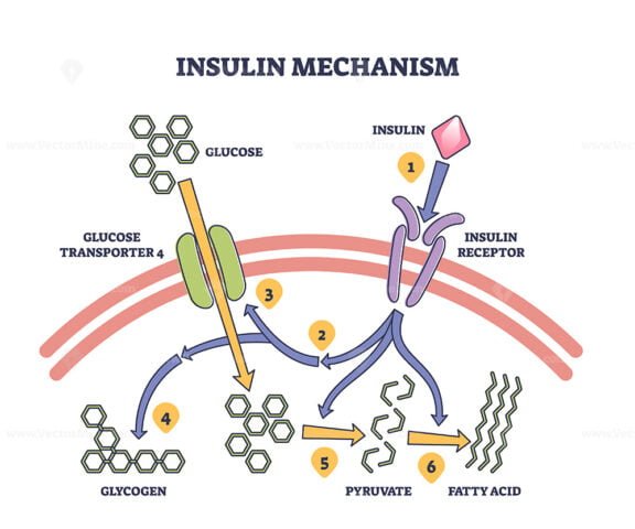 insulin mechanism diagram outline 1