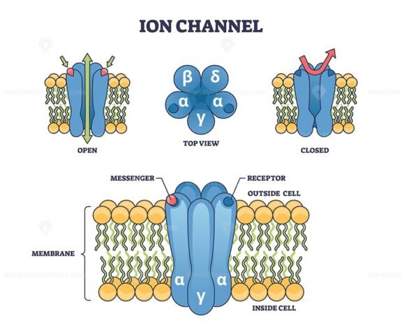 ion channels v1 1