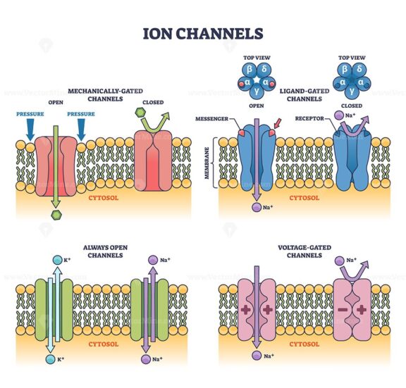 ion channels v2 1