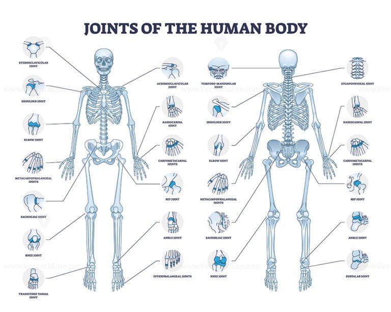 Joints Of Human Body With All Medical Parts Collection In Outline ...