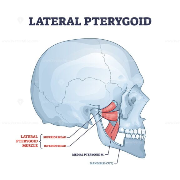 lateral pterygoid outline 1