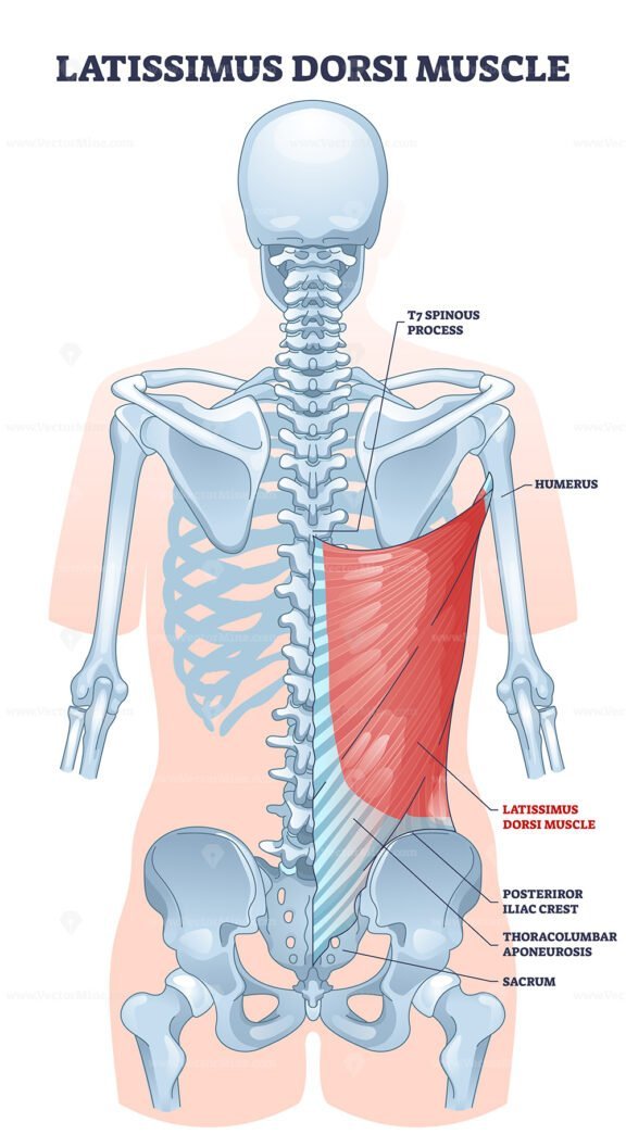 latissimus dorsi outline 1