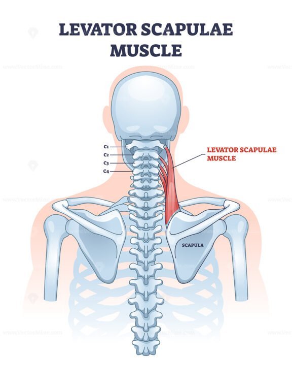 levator scapulae outline 1