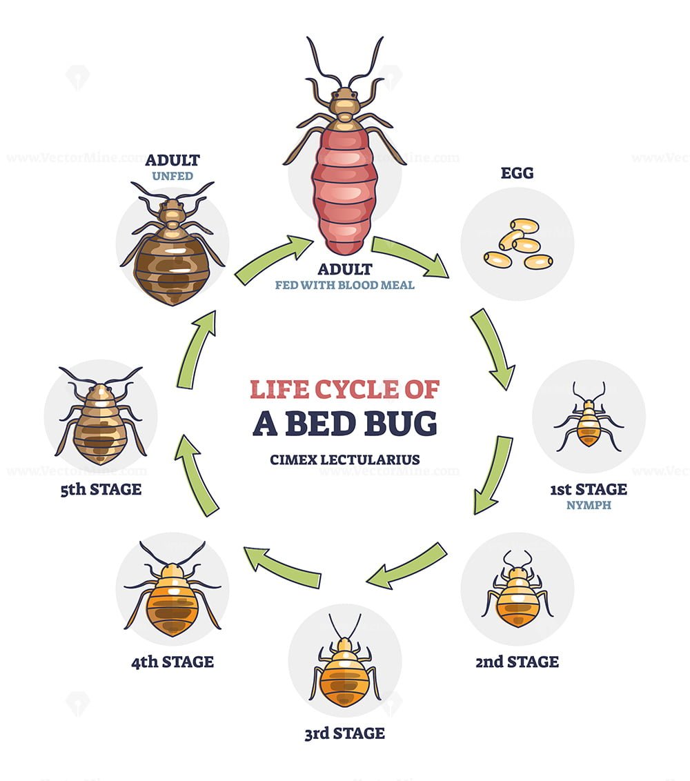 Life Cycle Of Bed Bug With All Parasite Evolution Stages Outline Diagram Vectormine