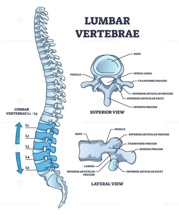 Lumbar vertebrae part of spine and anatomical structure outline diagram