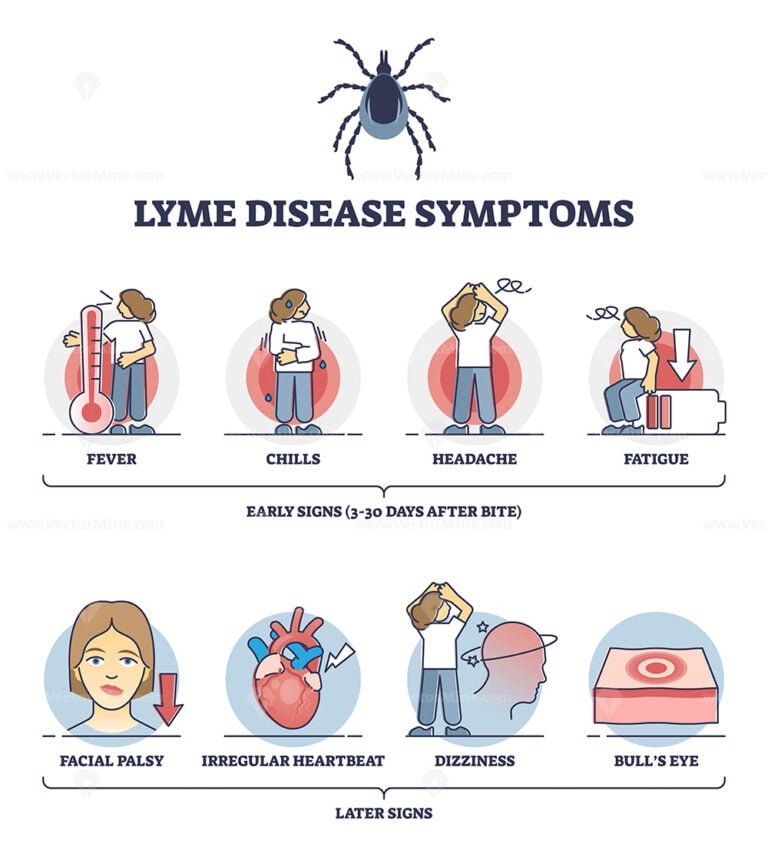 Lyme disease symptoms with early and later illness signs outline ...