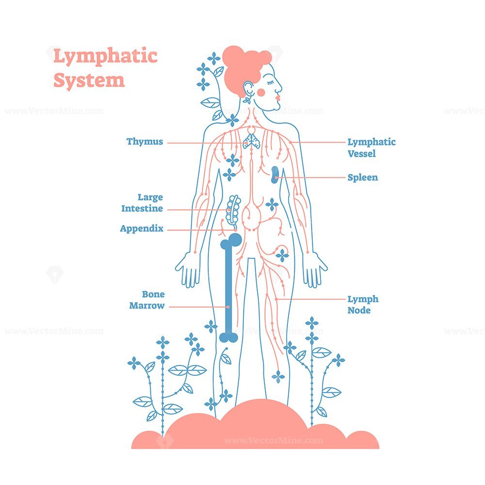 Artistic Lymphatic System Anatomical Vector Illustration Diagram Poster Decorative And Elegant 