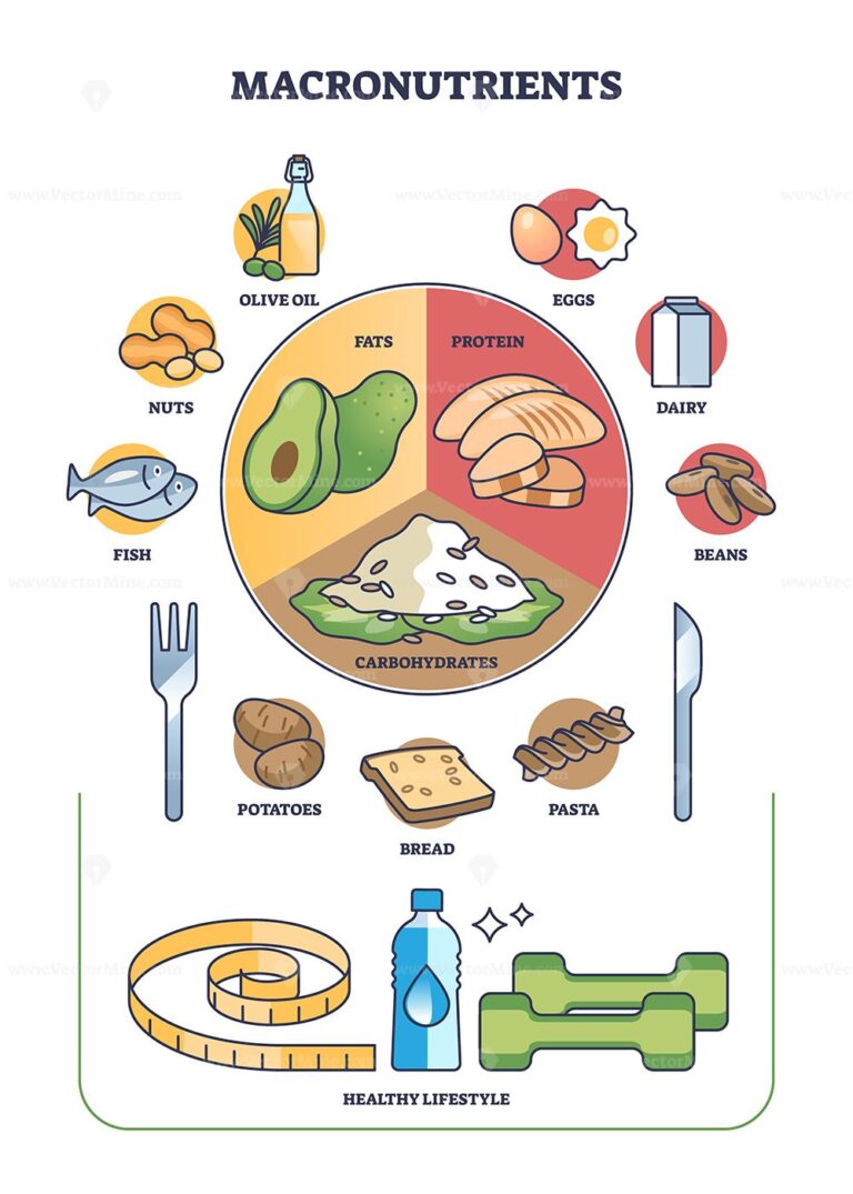 Macronutrients as fats, protein and carbohydrates complex outline ...