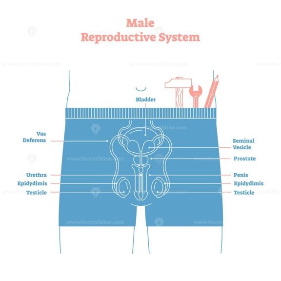 male reproductive system