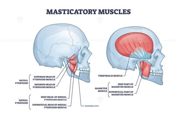 masticatory muscles outline 1