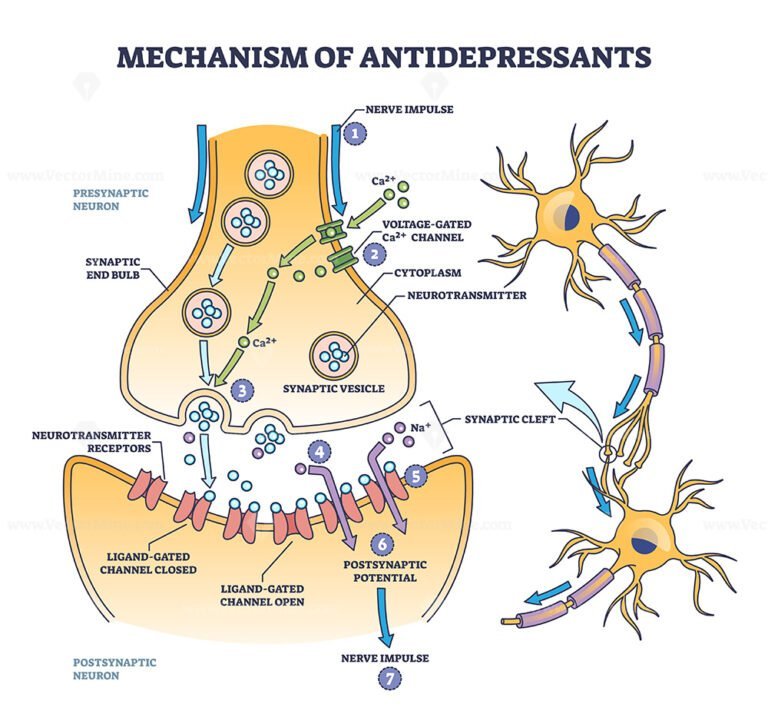 Mechanism Of Antidepressants For Brain Neurotransmitters Outline ...