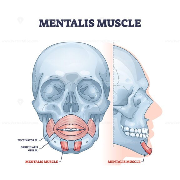 mentalis outline 1