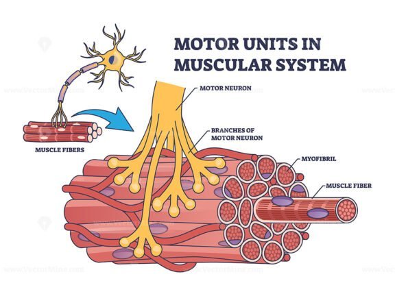 motor units in muscular system outline 1