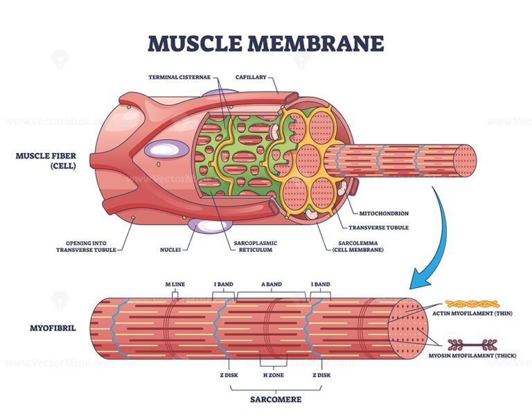 Muscle Membrane Or Sarcolemma Anatomical Layers Structure Outline ...