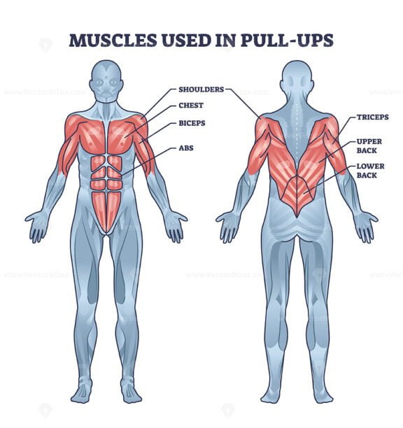 Muscles used in pull ups activity with anatomical body outline diagram VectorMine