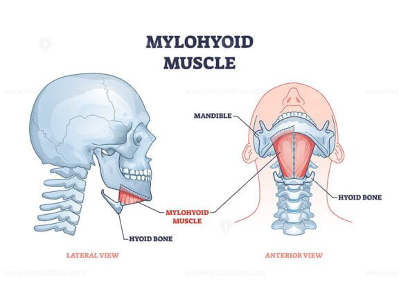 mylohyoid outline 1