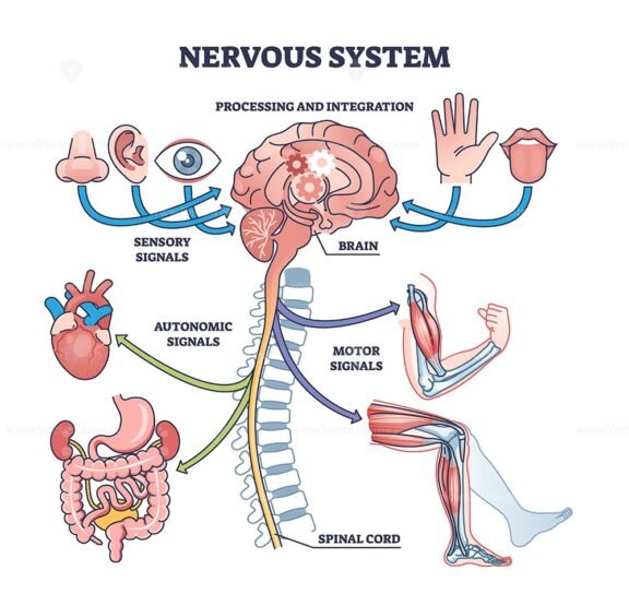 nervous system diagram outline 1