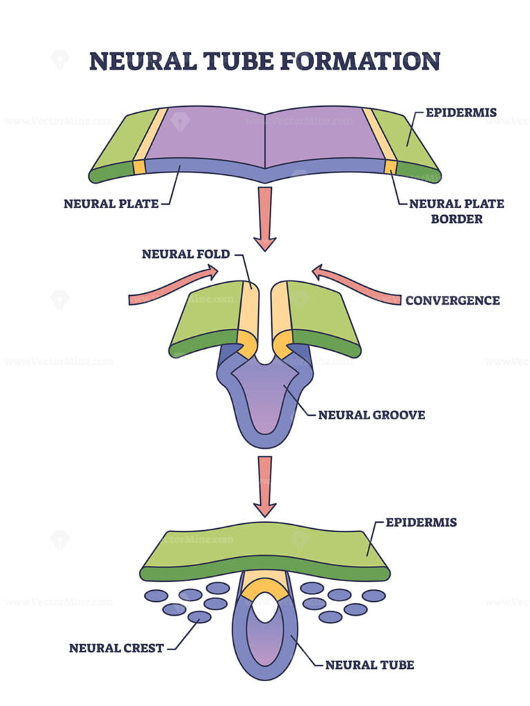 Neural tube formation as embryo medical development stage outline ...