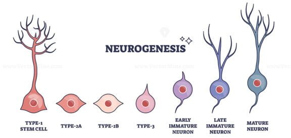 neurogenesis 1 outline diagram 1