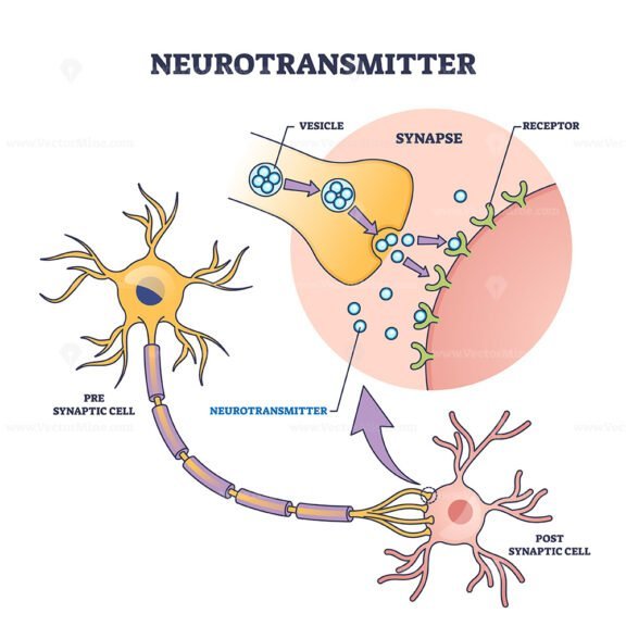 neurotransmitter 1 outline diagram 1