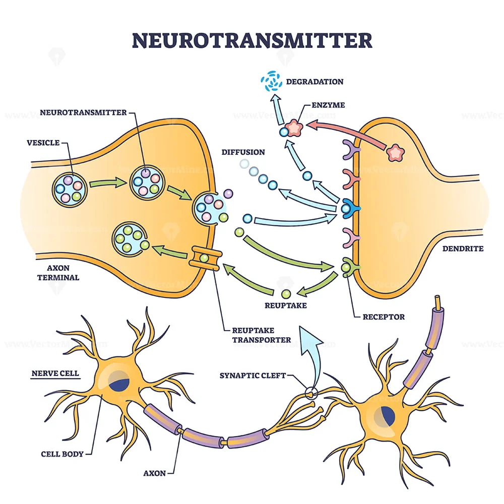 Neurotransmitter process detailed anatomical explanation outline